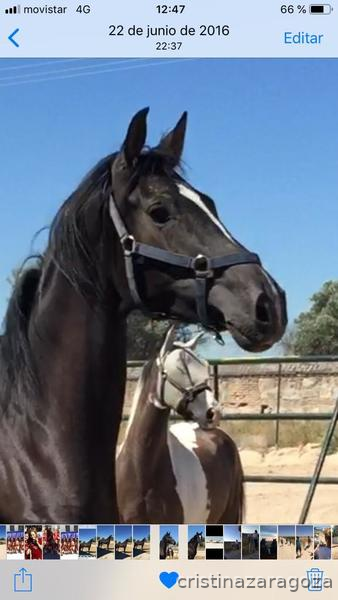 Caballos Capados Hispano- Hanovariano  - Caballo Hispano Hanoveriano montado