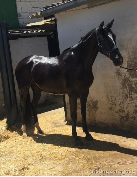 Caballo Hispano Hanoveriano montado - Caballos Capados Hispano- Hanovariano 
