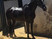 Caballo Hispano Hanoveriano montado