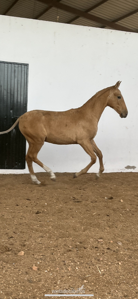 Potro palomino 7 meses in 