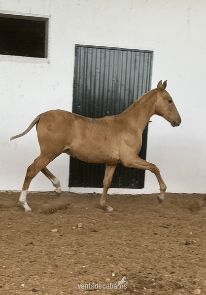 Caballos Pura Raza Española (P.R.E.) Pre - Potro palomino 7 meses