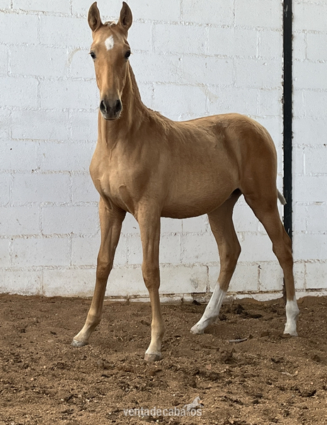 Potro palomino 7 meses - Caballos Pura Raza Española (P.R.E.) Pre