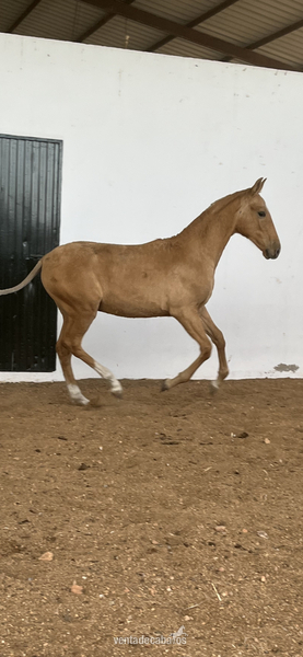 Potro palomino 7 meses - Pre