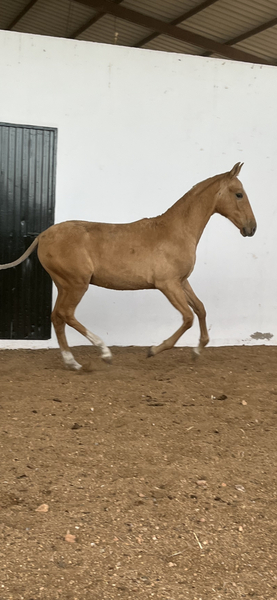 Potro palomino 7 meses - Pre