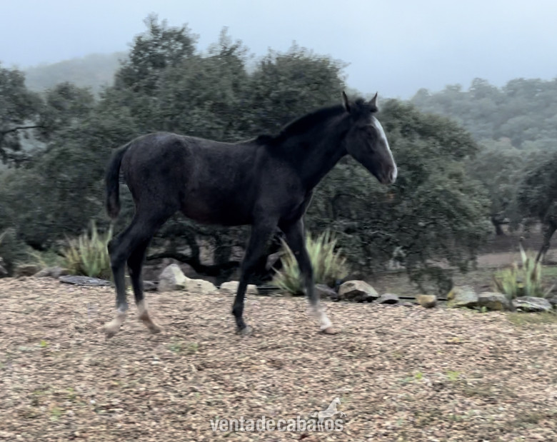 Lote potras Pre  in 