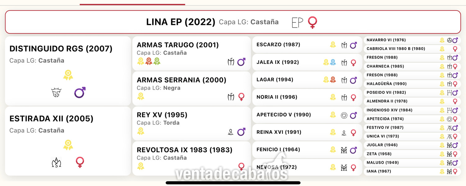 Lote potras Pre  - Caballos Pura Raza Española (P.R.E.) EMPTY