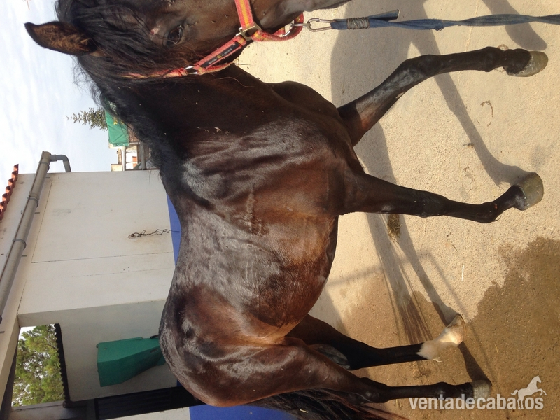 Caballos Pura Raza Española (P.R.E.) Pura Raza Española - Vendo potro pre castaño con genetica de bayo