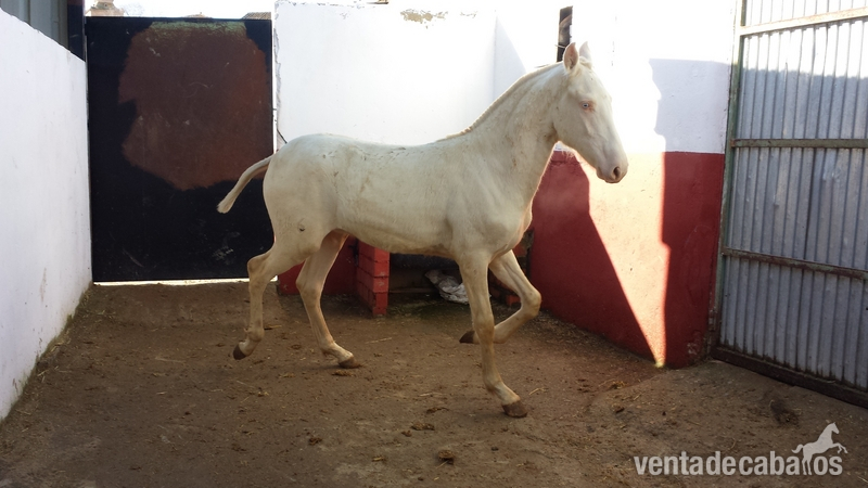 potro alvino pre papeles en regla  - Caballos Pura Raza Española (P.R.E.) in 