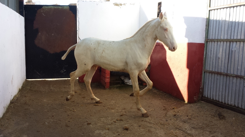 potro alvino pre papeles en regla  - Caballos Pura Raza Española (P.R.E.) in 