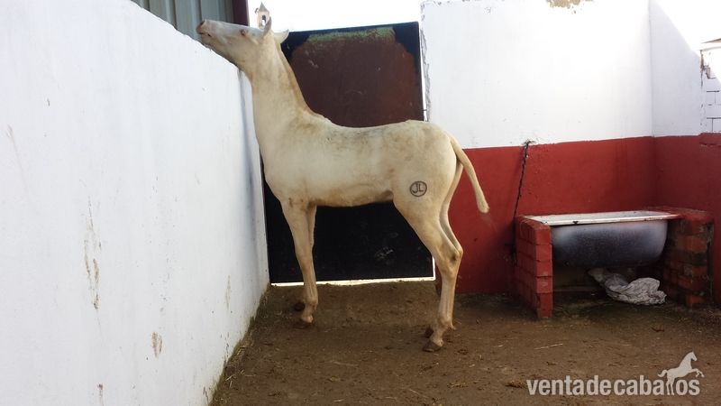 potro alvino pre papeles en regla  - Caballos Pura Raza Española (P.R.E.)