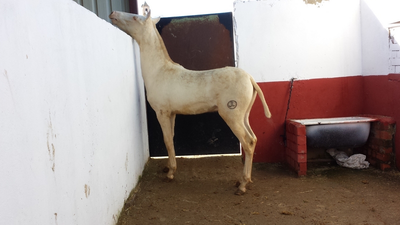 potro alvino pre papeles en regla  - Caballos Pura Raza Española (P.R.E.)