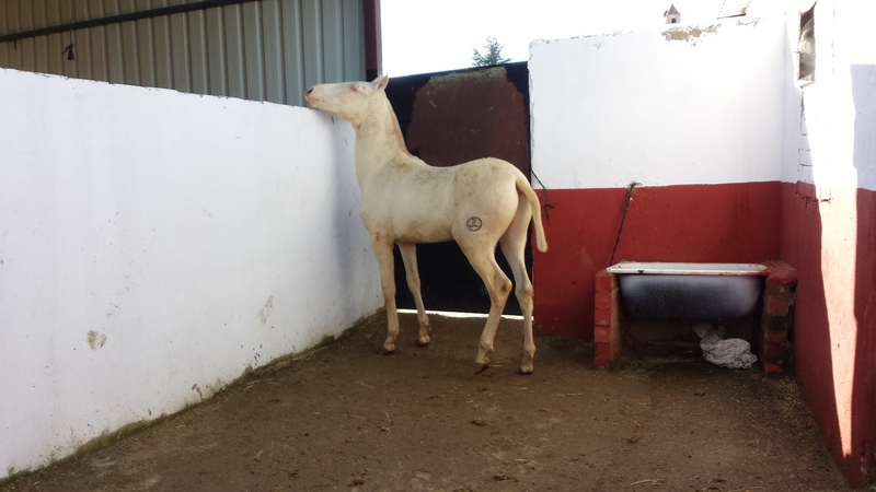 Pura Raza Española {TYPE}