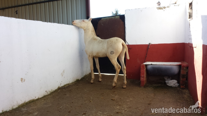 Pura Raza Española {TYPE}
