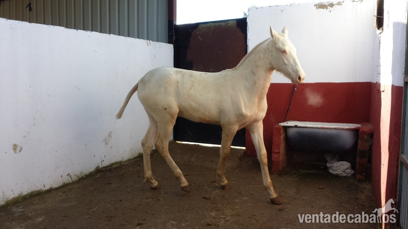 Caballos Pura Raza Española (P.R.E.) Pura Raza Española - potro alvino pre papeles en regla 