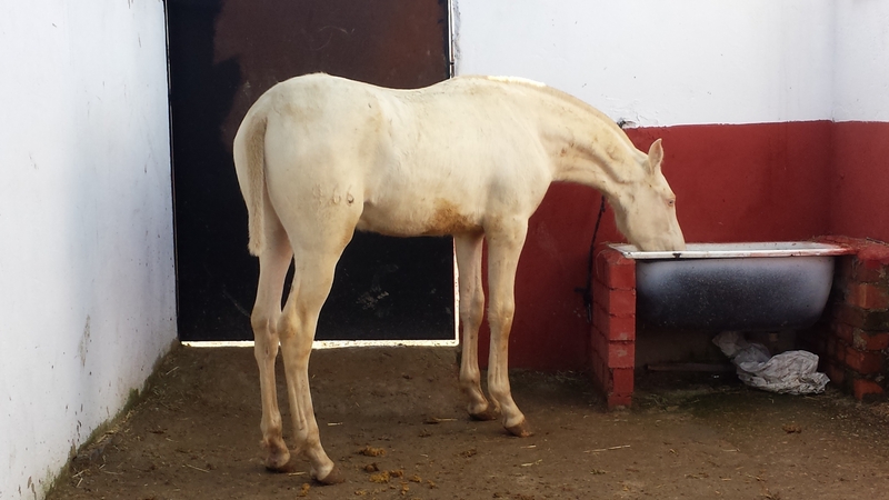 potro alvino pre papeles en regla  - Caballos Pura Raza Española (P.R.E.) Pura Raza Española