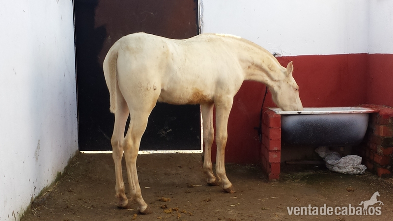 potro alvino pre papeles en regla  - Caballos Pura Raza Española (P.R.E.) Pura Raza Española
