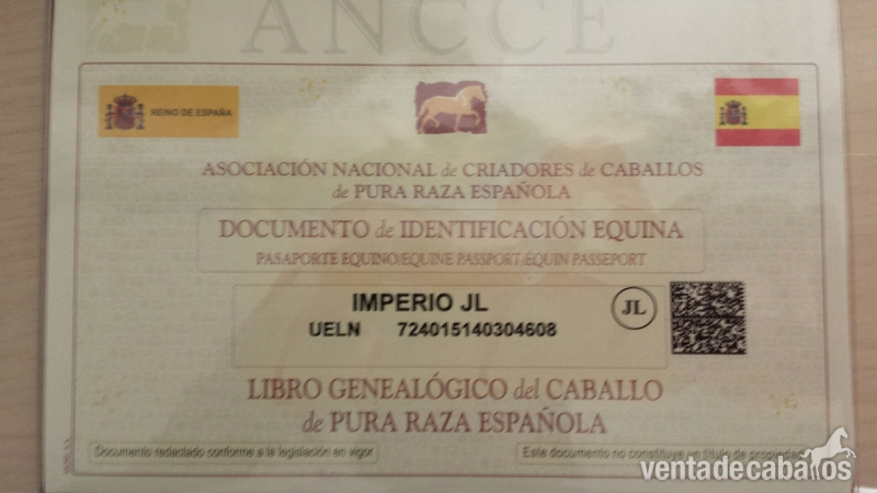 potro alvino pre papeles en regla  - Pura Raza Española