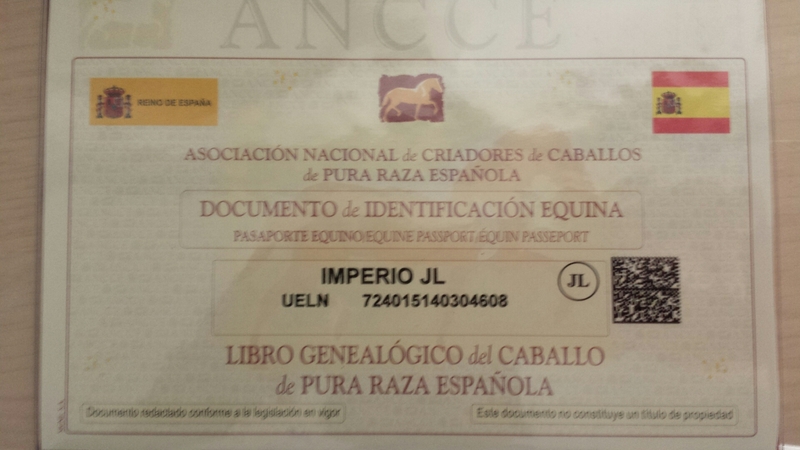 potro alvino pre papeles en regla  - Pura Raza Española