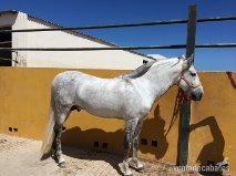 Pura Raza Española {TYPE}