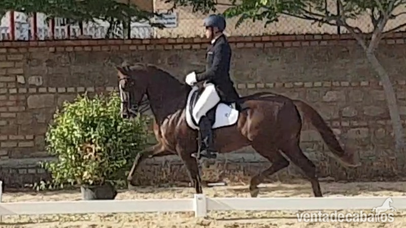 Hannoveriano {TYPE}