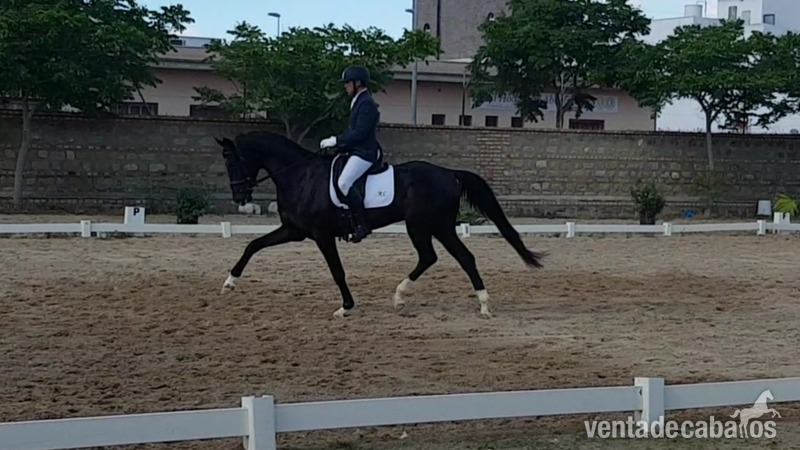 Caballos Enteros Hannoveriano - Hannoveriano oldenburgo wesfaliano kwpn