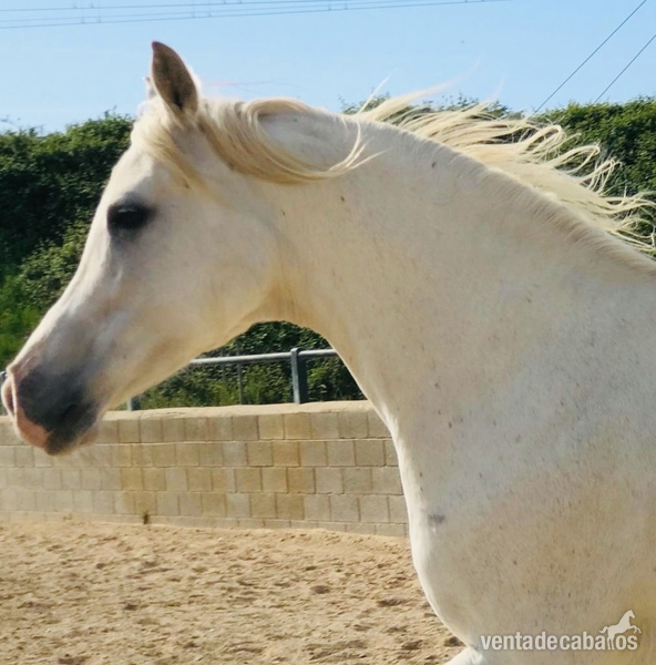 VENTA LOTE DE YEGUAS ARABES in 