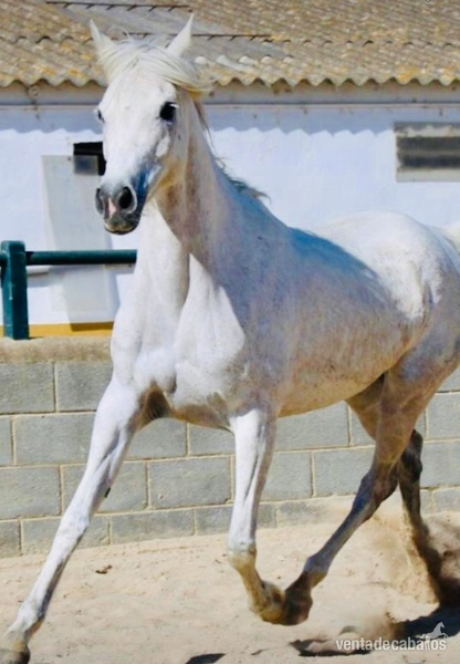 Arabe