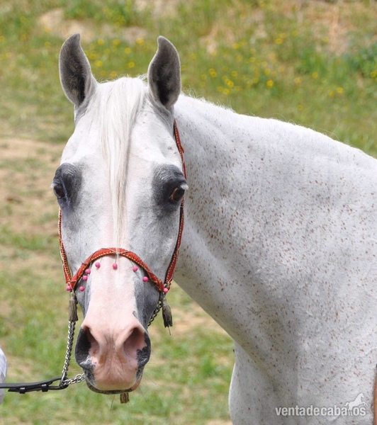 Yeguas Arabe - VENTA LOTE DE YEGUAS ARABES