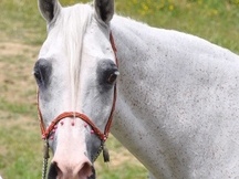 VENTA LOTE DE YEGUAS ARABES