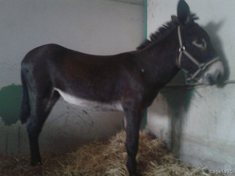 Se vende Burro in 