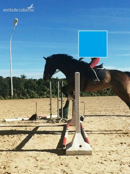 Caballo Silla Francés in 