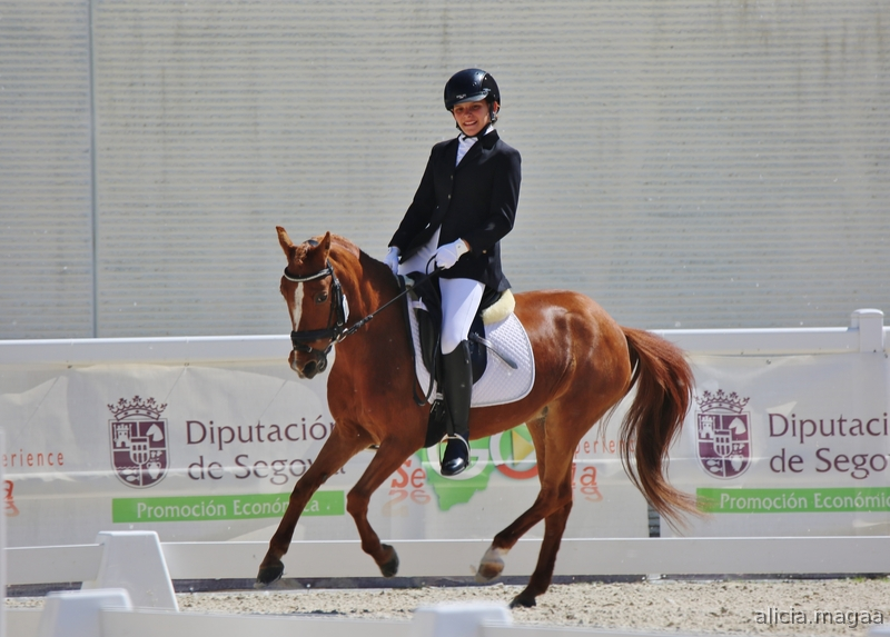 Ponis Pony Club Sueco Sangre Caliente - Poni B de competición 
