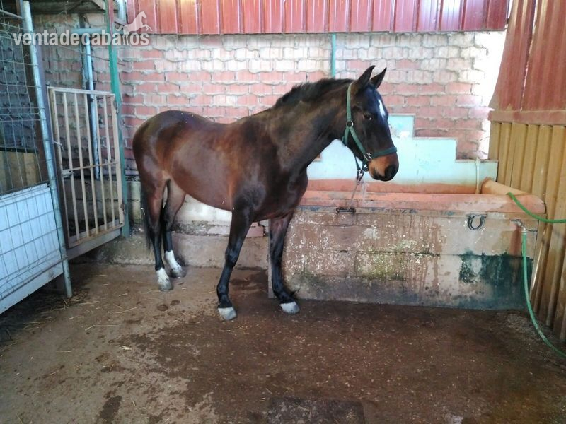 Yeguas A - Se vende yegua castaña de 4 años 