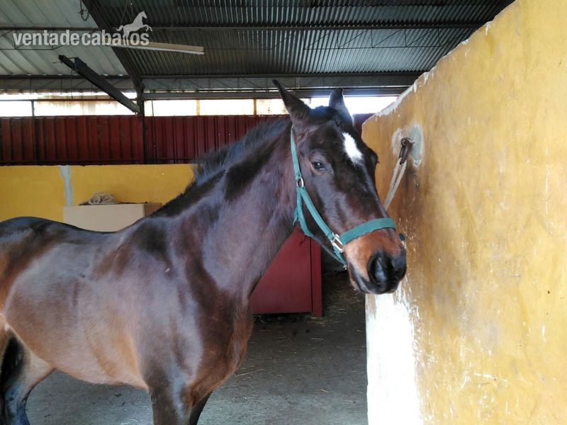 Se vende yegua castaña de 4 años  - Yeguas A