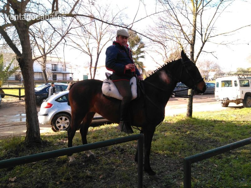 Se vende yegua castaña de 4 años  - Yeguas