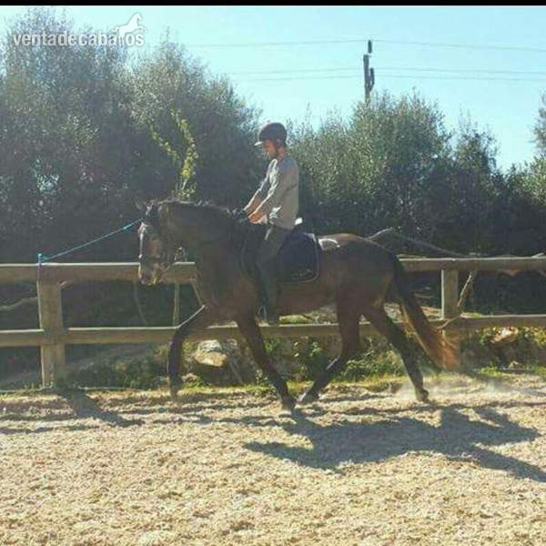 Lusitano del 2012  in 