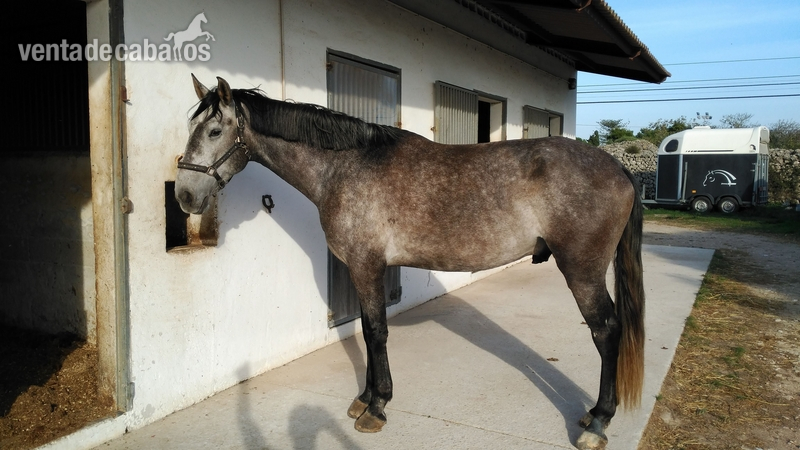 Lusitano