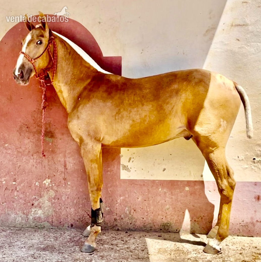 Coudelaria Morgado-Pura sangre Lusitano in 