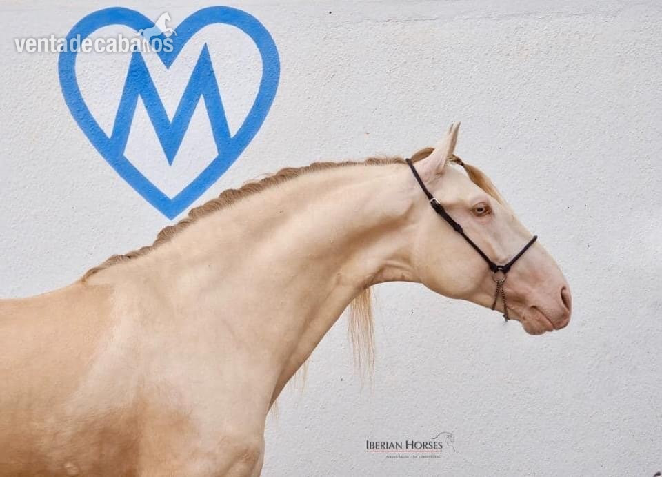 Lusitano