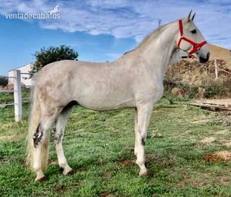 Lusitano {TYPE}