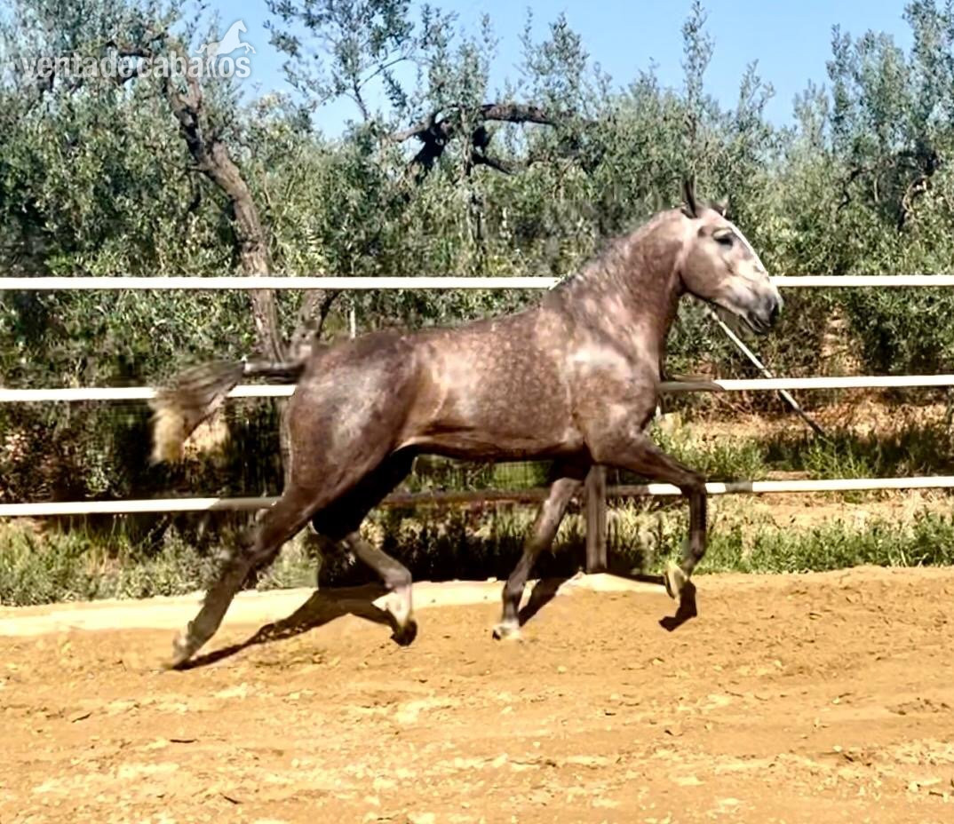 Caballos Enteros Lusitano - Coudelaria Morgado-Pura sangre Lusitano