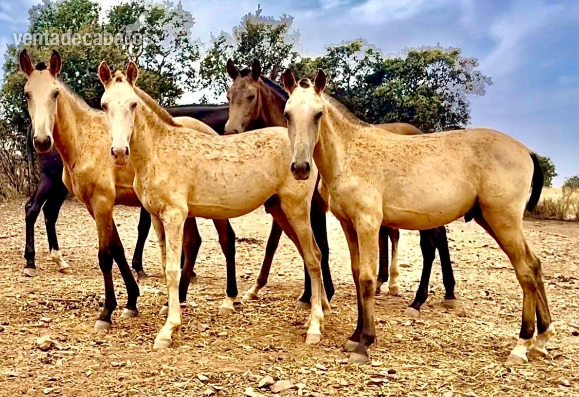 Coudelaria Morgado-Pura sangre Lusitano - Caballos Enteros Lusitano