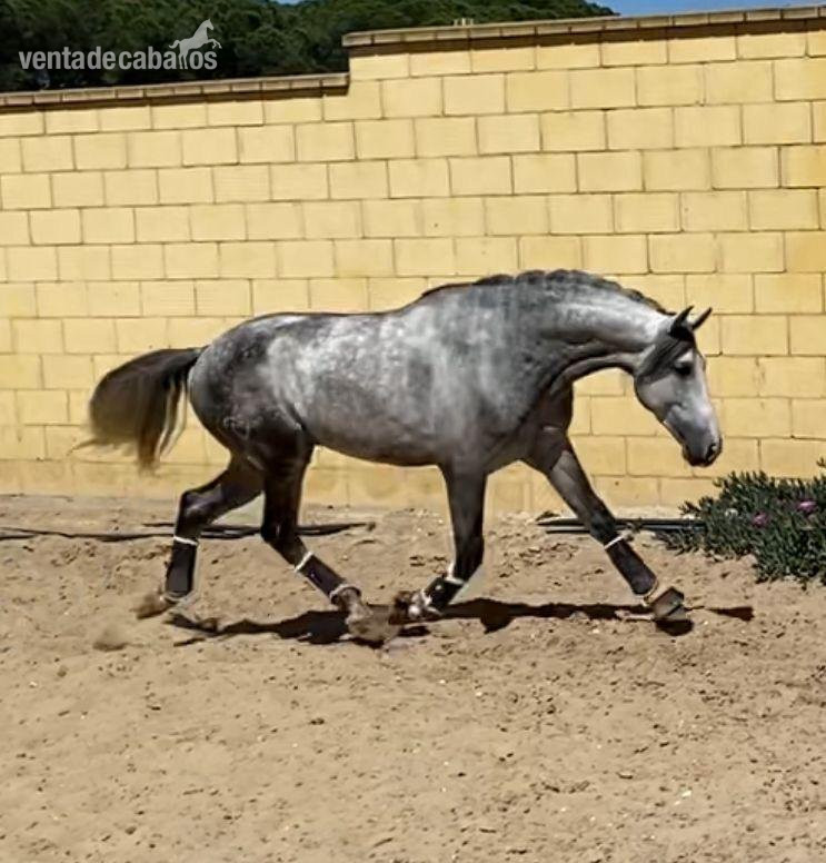 Coudelaria Morgado-Pura sangre Lusitano - Lusitano