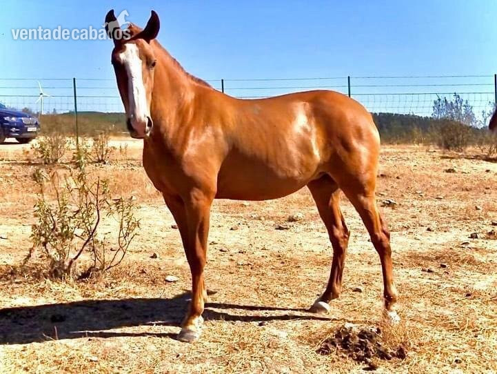 Coudelaria Morgado-Pura sangre Lusitano - Caballos Enteros