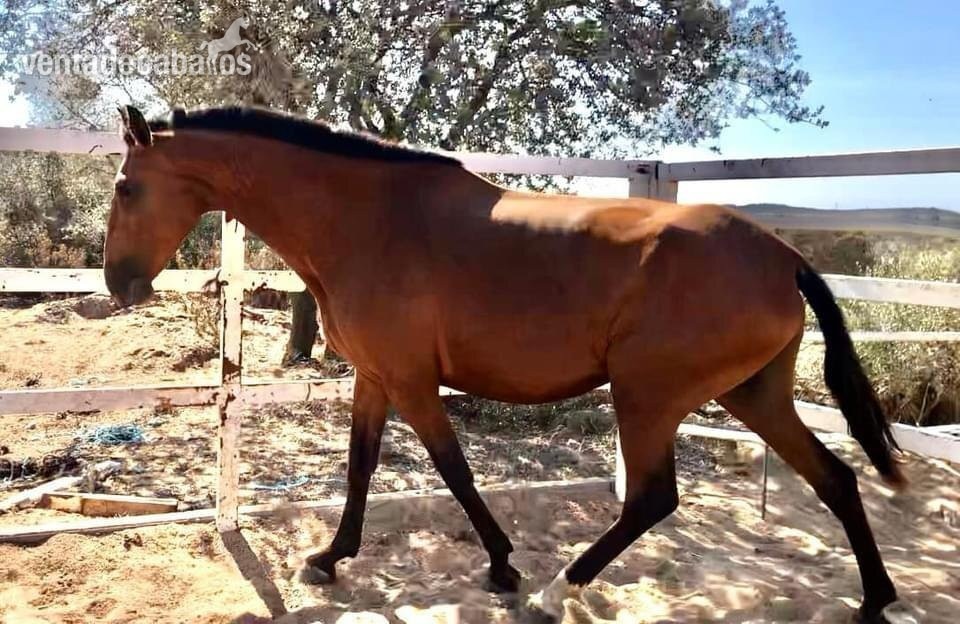 Coudelaria Morgado-Pura sangre Lusitano