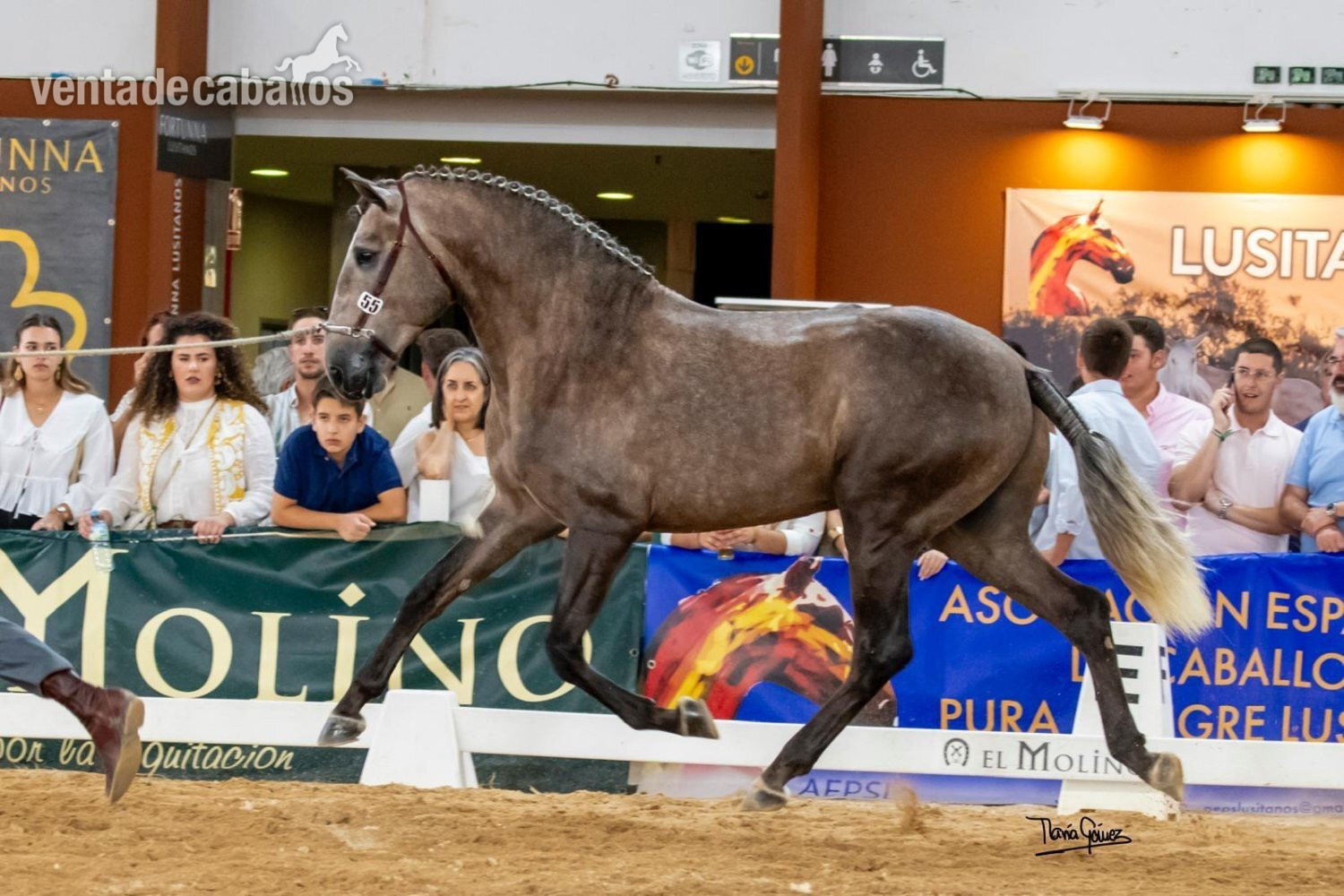  Coudelaria Morgado-Pura sangre Lusitano
