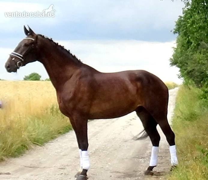 Dressage gentelman with amazing movement,brain and temperament in 