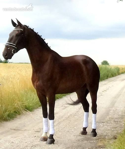 Warmblood