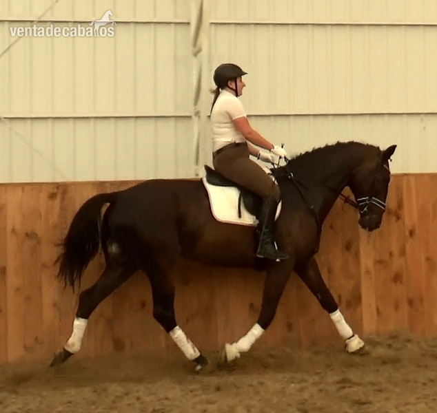 Warmblood {TYPE}