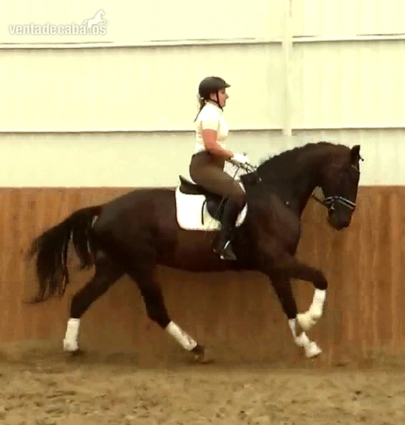Caballos Capados Warmblood - Dressage gentelman with amazing movement,brain and temperament
